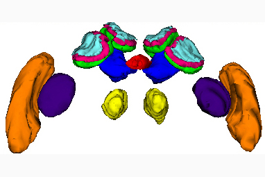 A reconstruction of a bee’s brain from histological sections with different brain areas highlighted in different colors. From Smith et al. 2010.