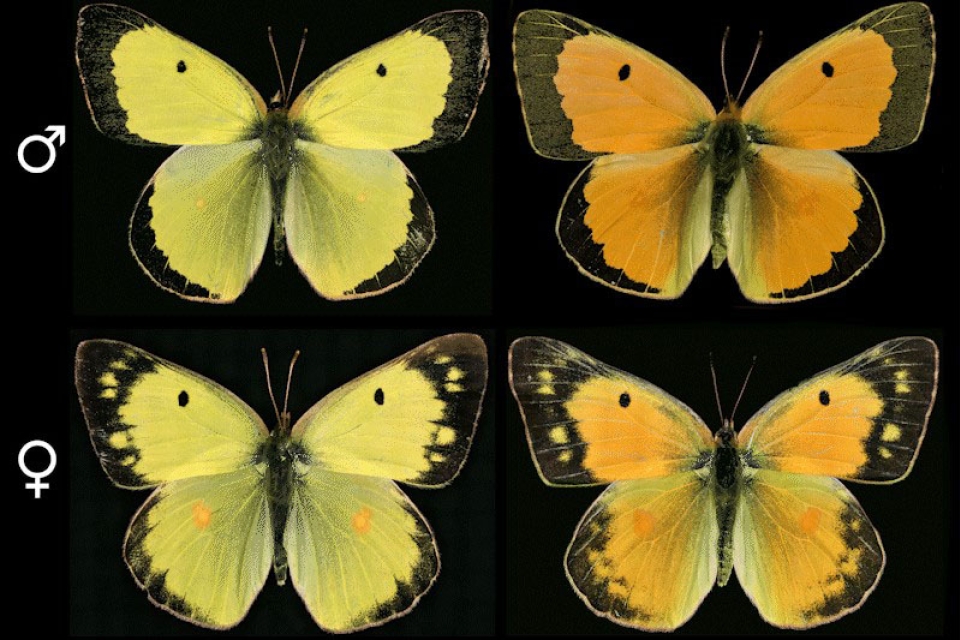 Four images of yellow and orange butterflies, one of each color indicated male and female