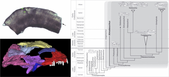 Skull of a shartegosuchid crocodyliforms from China reconstructed from CT scans by GW undergraduate Alexander Ruebenstahl (lower left), histological section of a shartegosuchid femur showing growth rings processed by J. Stiegler (upper left), and phylogeny of basal crocodylomorphs (Pol et al., 2013).