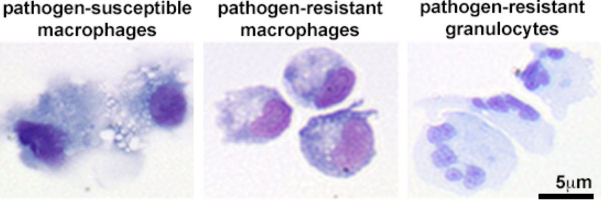 Pathogen-susceptible macrophages, pathogen-resistant macrophages, pathogen-resistant granulocytes