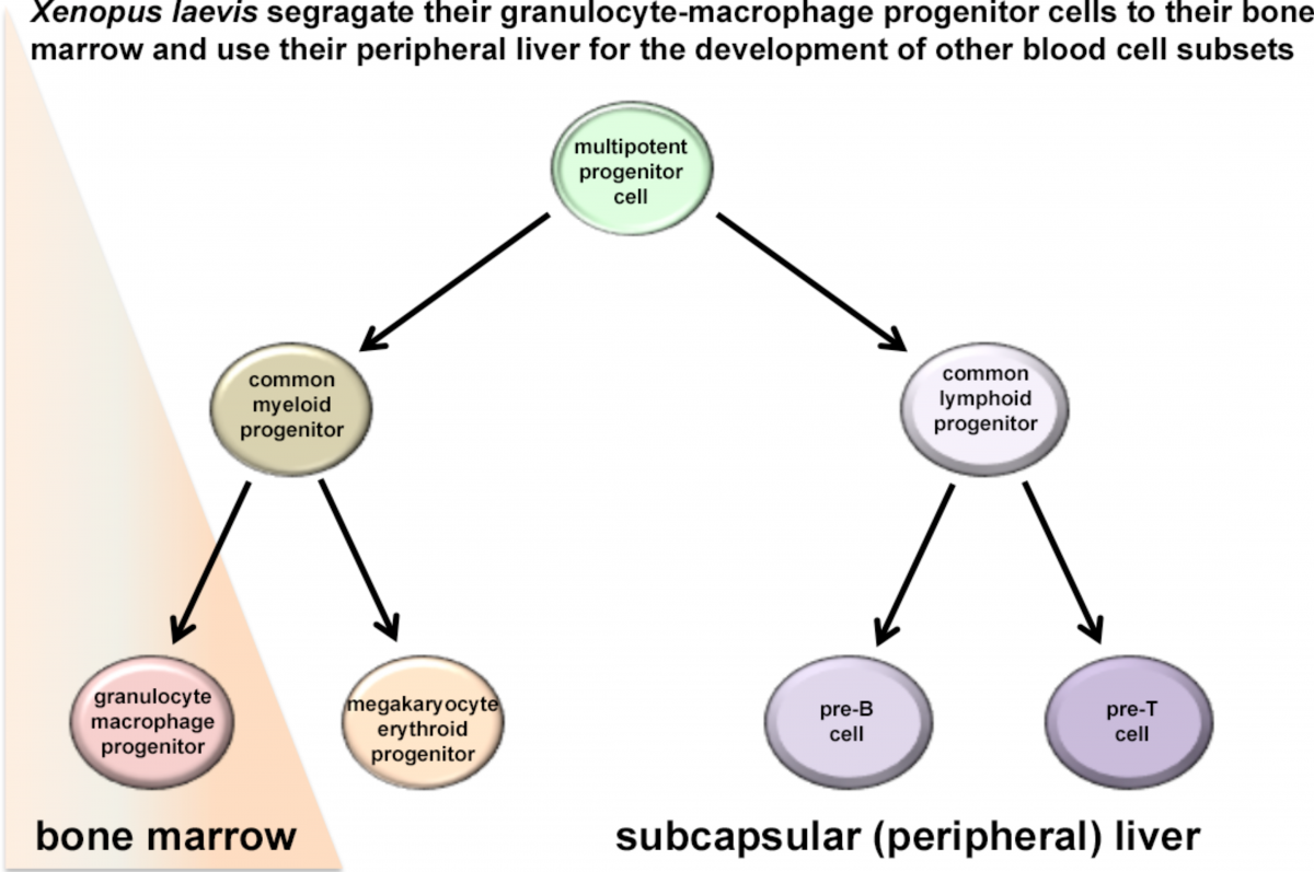Xenopus Laevis segregate their granulocyte-macrophage progenitor cells to their bone marrow