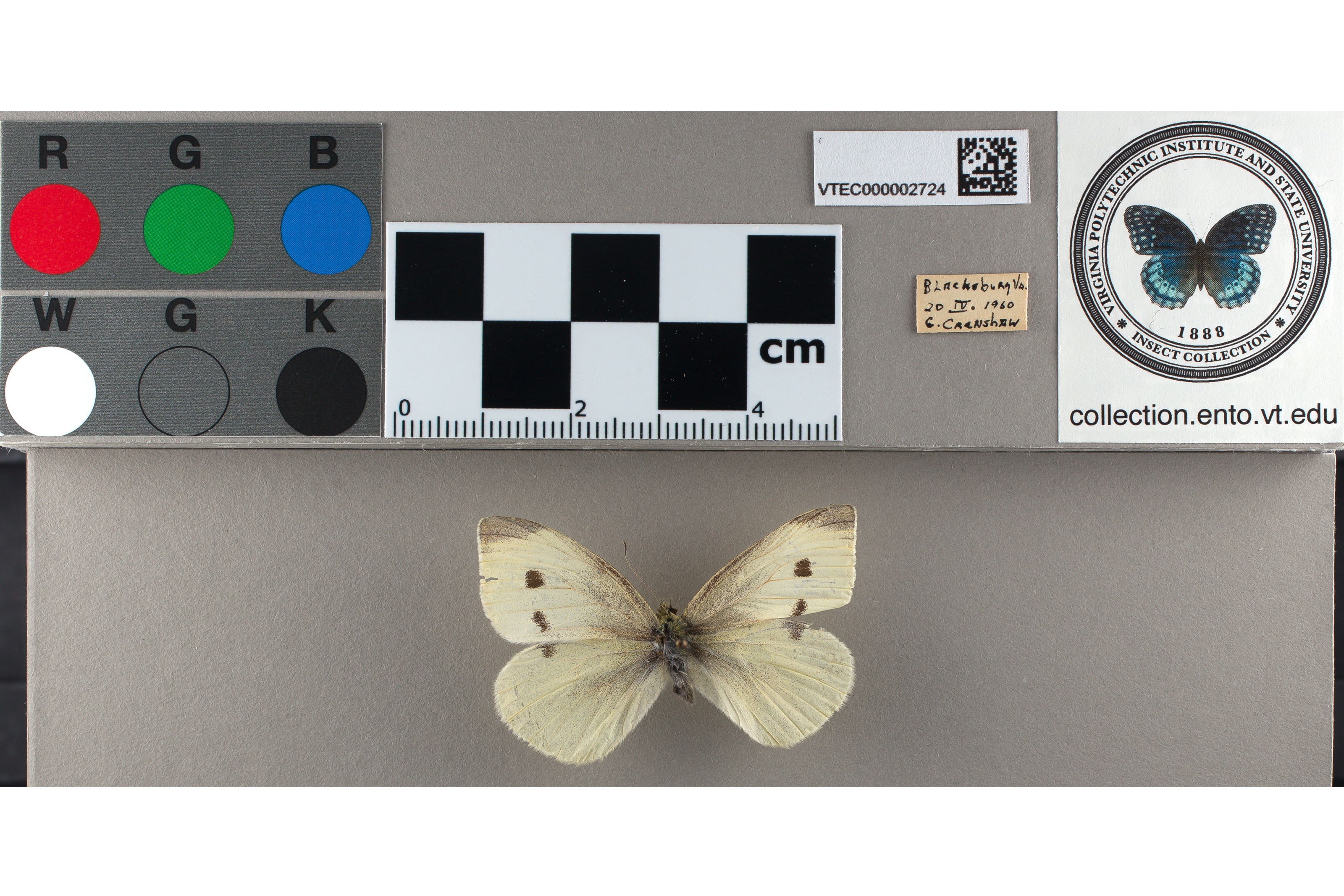 sample of a female Pieris rapae butterfly