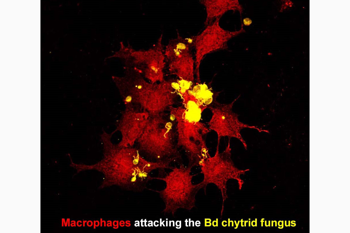macrophages attacking the Bd chytrid fungus