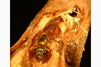 A Megalopta bee inside her tunnel nest.