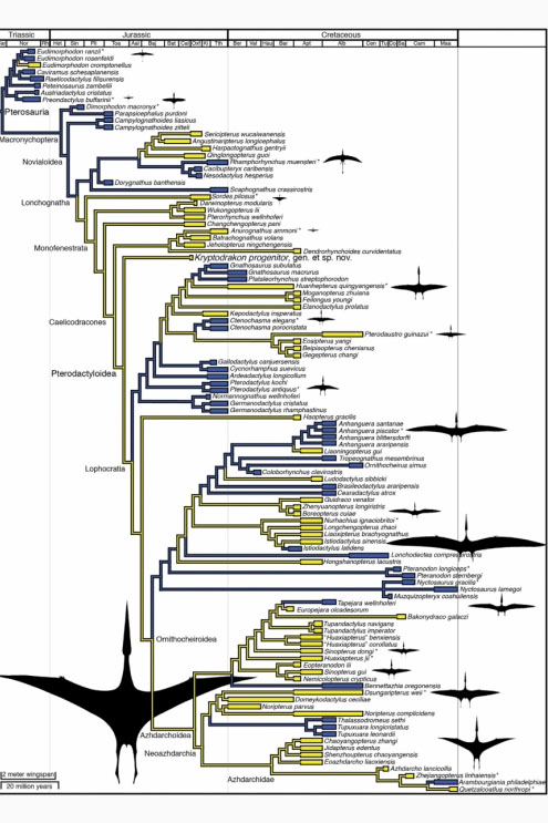 Pterosaur phylogeny showing terrestrial (yellow) and marine (blue) taxa (Andres et al. 2014). Our analysis indicates that Pterodactyloidea had a terrestrial origin and then radiated into marine environments.