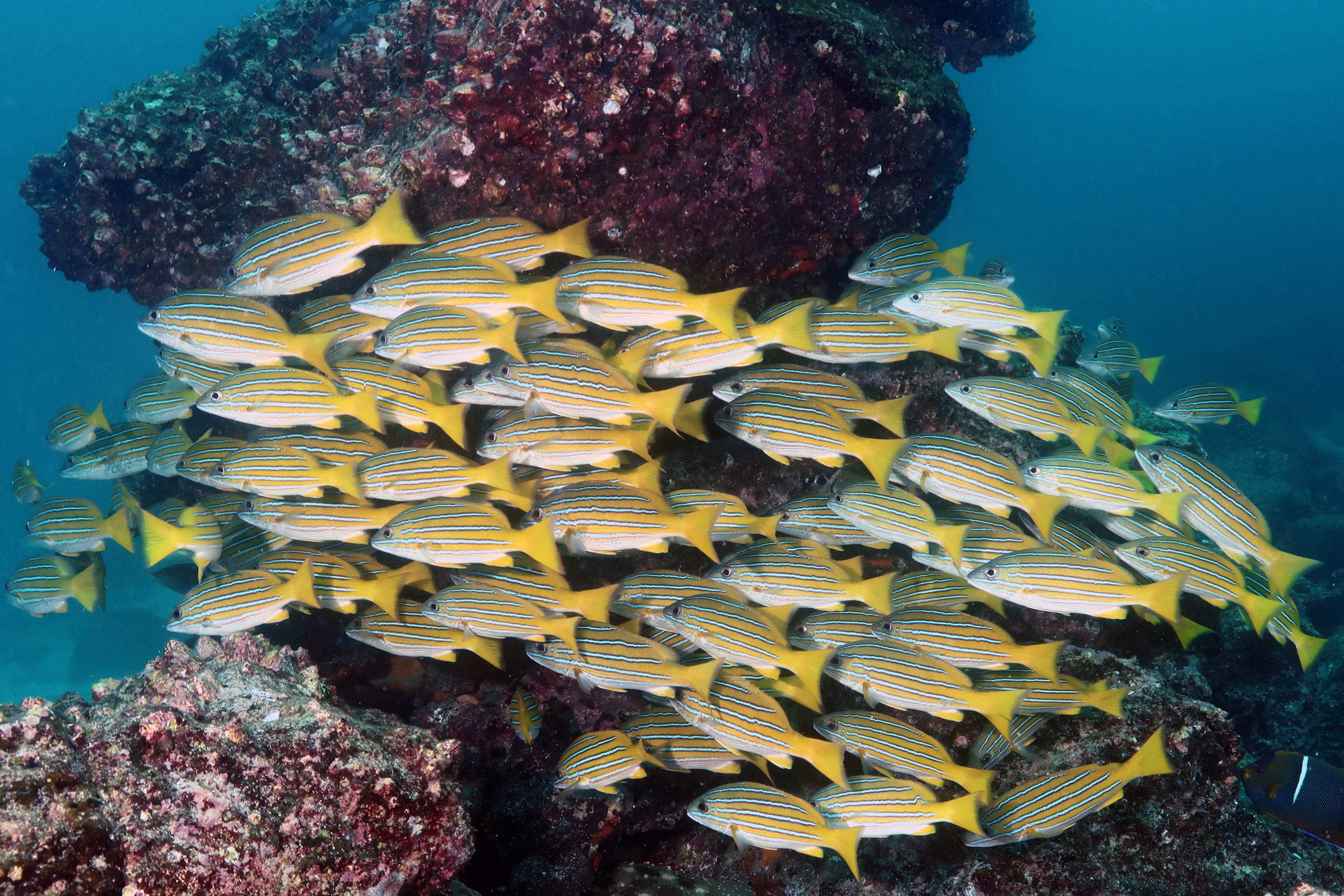 A school of blue-and-gold snappers in the Galapagos