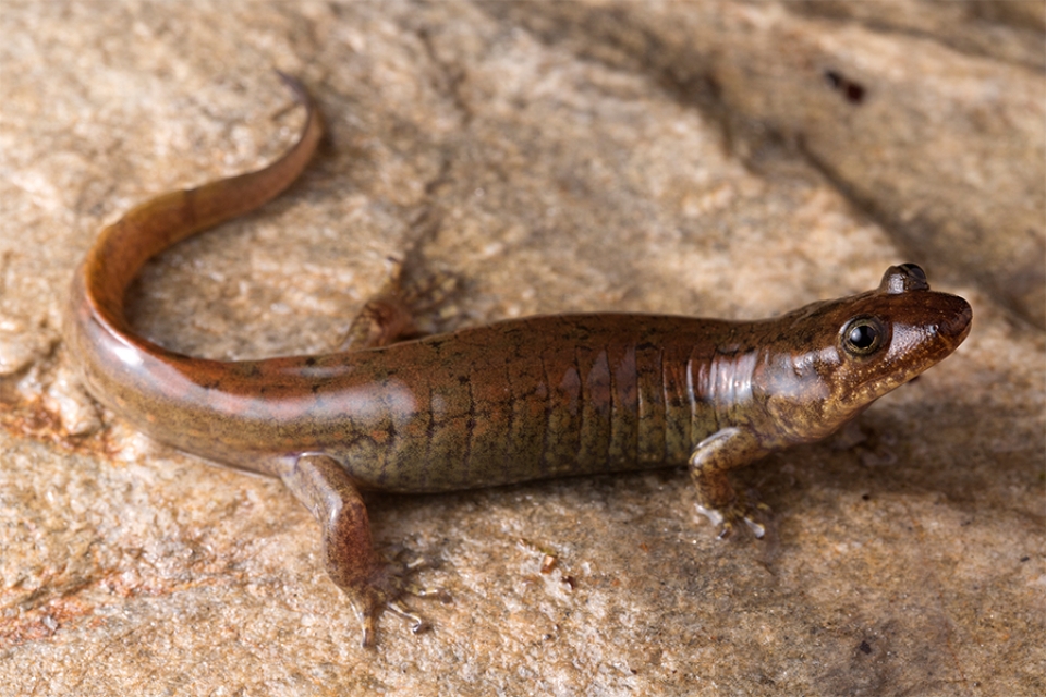 D. gvnigeusgwotli in life, from Straight Fork, Great Smoky Mountains, North Carolina