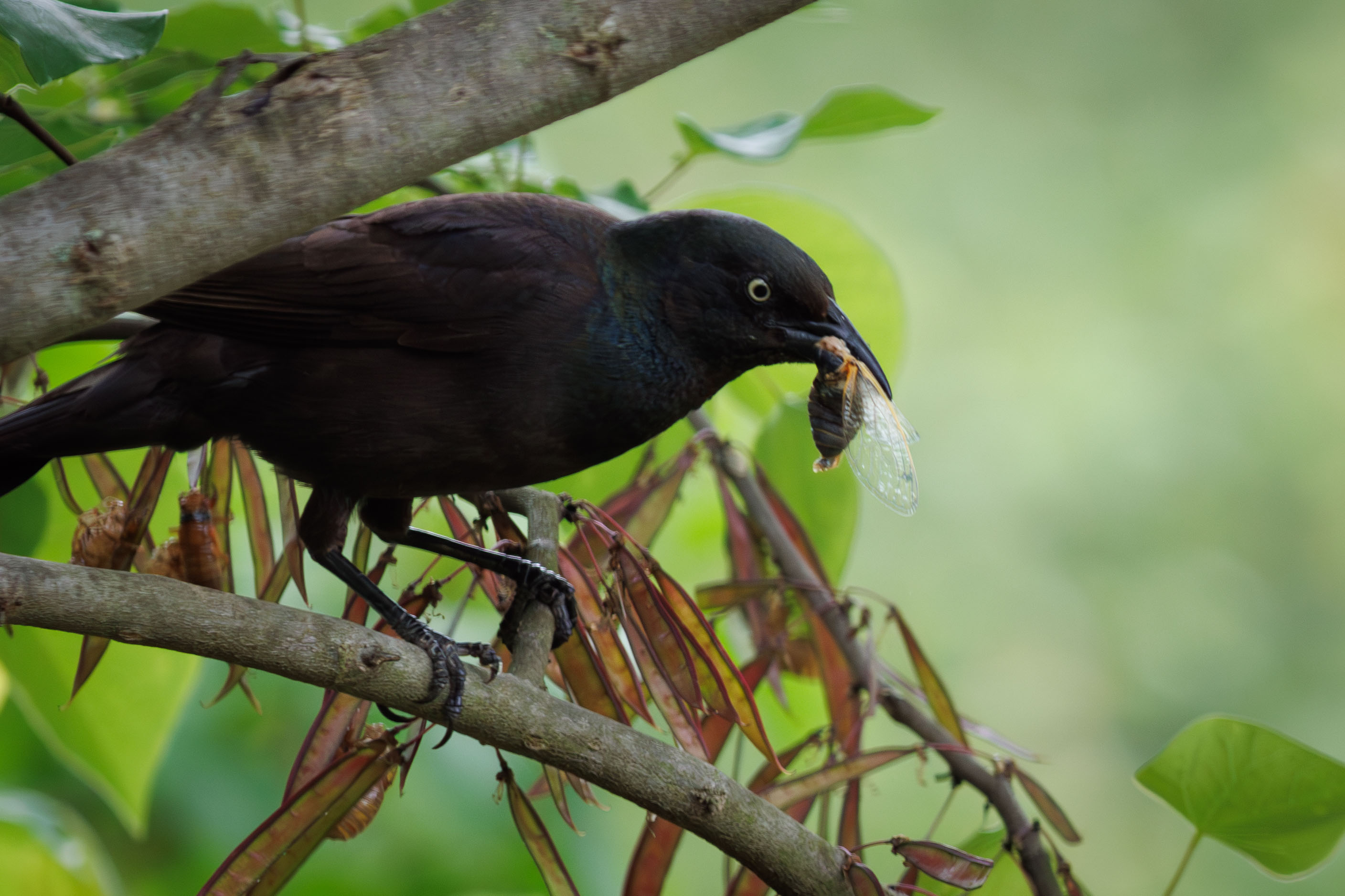 grackle_eating_a_cicadaimg