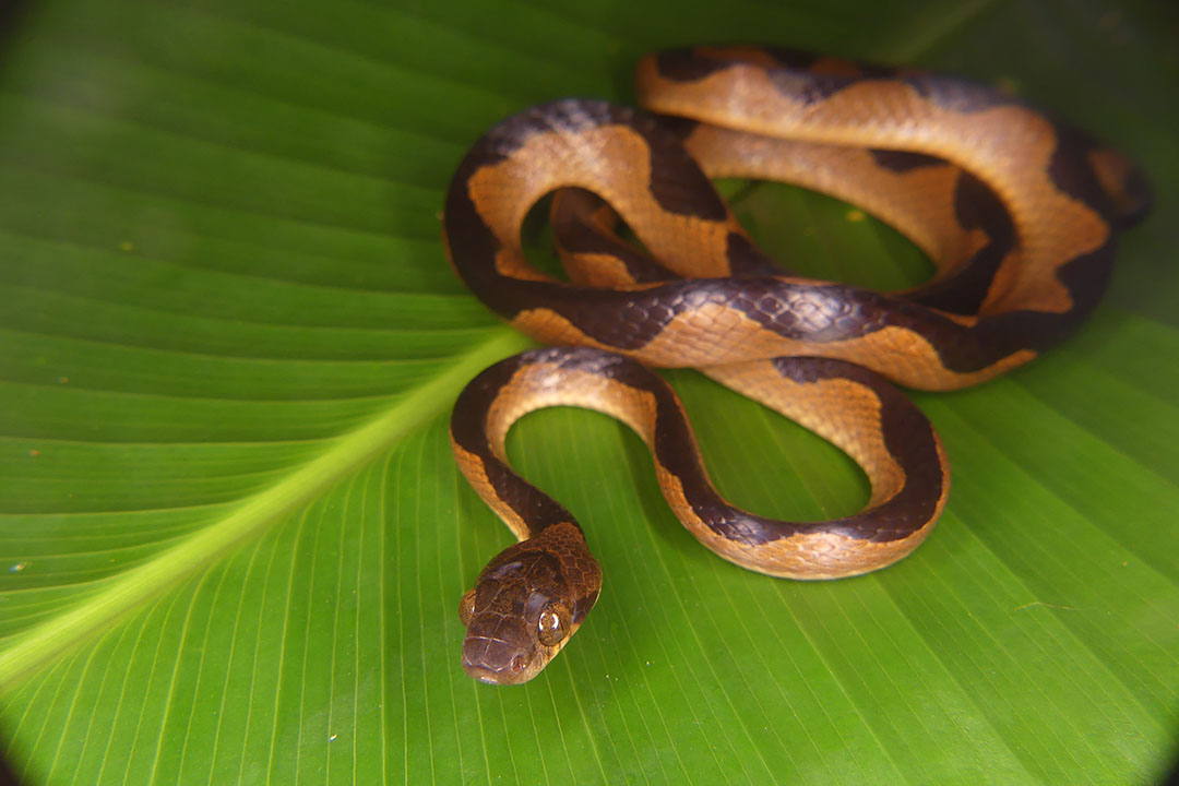 f14-cat-eyed-snake-dlr