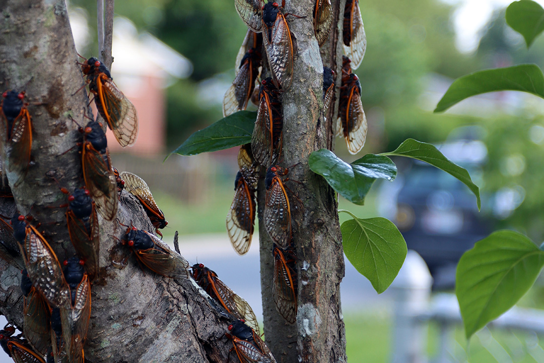 lots_of_adult_cicadas