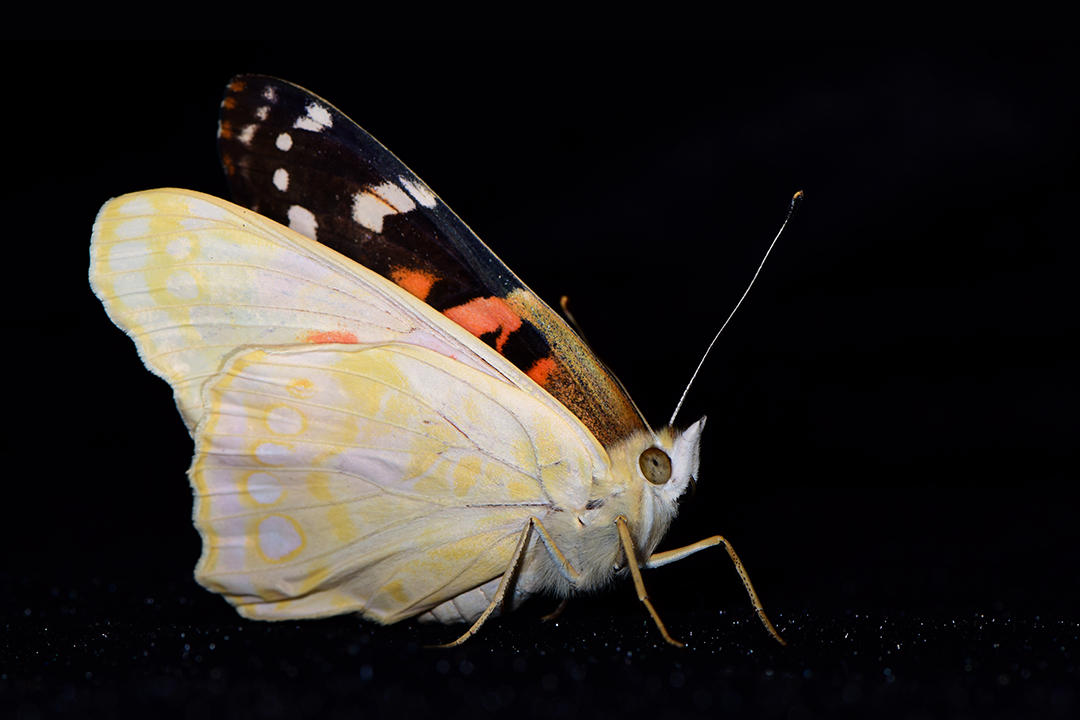 Lady butterfly