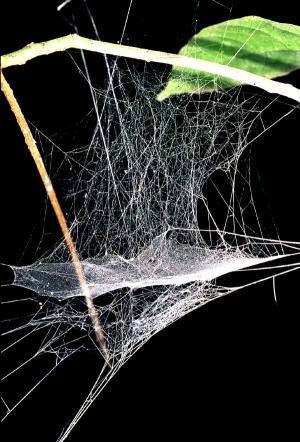 The web of an adult female of the poorly known genus Exechopsis sp. (Linyphiidae), photographed in the lowland rain forests of Ecuador (Parque Nacional Yasuní).