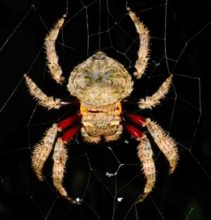 A large spider in its web