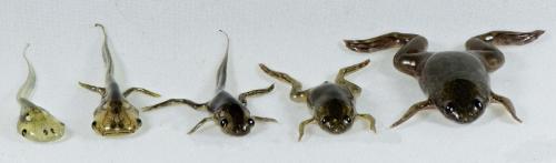 tadpoles and frogs