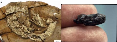 The oldest articulated squamate skeleton, from the Shishugou Formation of China (left) and the tiny skull of the enigmatic Middle Jurassic burrowing lepidosaur Tamaulipasaurus (right).