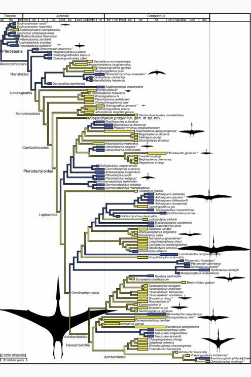 Pterosaur phylogeny showing terrestrial (yellow) and marine (blue) taxa (Andres et al. 2014). Our analysis indicates that Pterodactyloidea had a terrestrial origin and then radiated into marine environments.