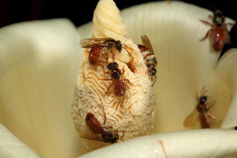 Megalopta bees collecting pollen from the flower of the balsa tree, Ochroma pyramidale, in Panama (Photo by Christian Ziegler)
