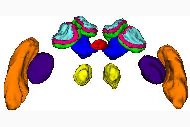A reconstruction of a bee’s brain from histological sections with different brain areas highlighted in different colors. From Smith et al. 2010.