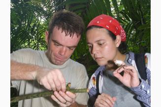 Examining a stick in the field at Barro Colorado Island, Panama, searching for the tunnel nest of Megalopta bees