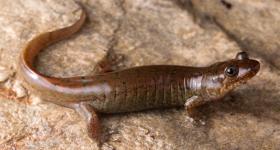 D. gvnigeusgwotli in life, from Straight Fork, Great Smoky Mountains, North Carolina
