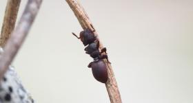 Ant Factor