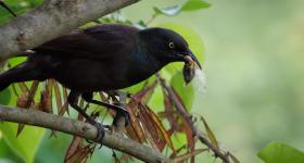 grackle_eating_a_cicadaimg